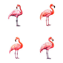 Set Of Cute Flamingo Watercolor Illustrations For Printing On Baby Clothes, Sticker, Postcards, Baby Showers, Games And Books, Safari Jungle Animals Vector