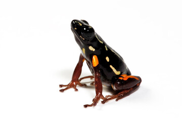 Canvas Print - Brazil-nut poison frog // Brasilianischer Pfeilgiftfrosch  (Adelphobates castaneoticus) - Pará, Brazil