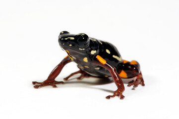 Canvas Print - Brazil-nut poison frog // Brasilianischer Pfeilgiftfrosch  (Adelphobates castaneoticus) - Pará, Brazil