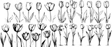 Set Of Tulip Birth Month Flowers In March. Botanical Line Art Vector Illustration. Hand Drawn Vector. Modern Floral Minimalist Design For Wall Art, Card, Tattoo, Logo. Not Created With AI