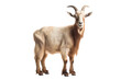 a beautiful goat jumping full body on a white background studio shot isolated PNG