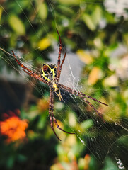 a large spider with a beautiful yellow pattern on its stomach belly standing on the web in the garden