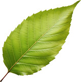 Fototapeta  - green leaf isolated