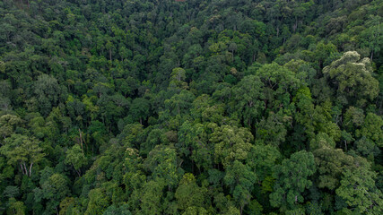 Canvas Print - Aerial top view forest green tree, Rainforest ecosystem and healthy environment background, Texture of green tree forest, forest view from above.