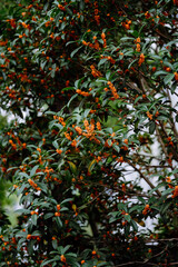 Wall Mural - Osmanthus flowers blooming on branches in autumn