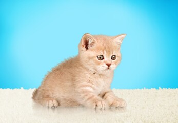 Poster - Cute small kitten sitting on the floor