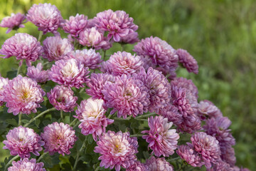 Poster - Chrysanthème rose	