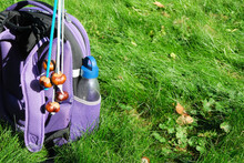 School Backpack And Conker On A String. Green Lawn. Conkers Is A Traditional Children's Game Played Using The Seeds Of Horse Chestnut Trees. Outdoor Leisure Activity.