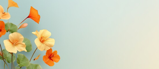 Nasturtium flower isolated on a isolated pastel background Copy space beautiful