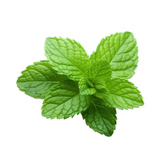 Poster - Fresh mint leaves