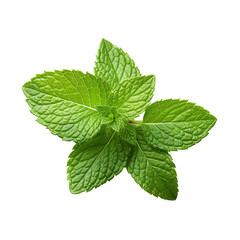 Poster - Fresh mint leaves