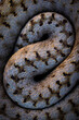 © ADDICTIVE STOCK - Closeup iberian viper rattlesnake on ground