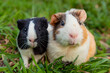 Guinea pig portrait close-up on the grass