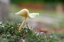Mushroom Growing In Forest