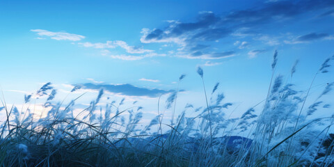 Wall Mural - Wild grasses in the blue light