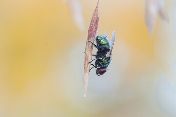 Wall Mural - portrait of a fly on a plant in its natural environment. close-up...