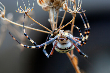 Wall Mural - argiope bruennichi (wasp spider) is a species of orb-web spider distributed throughout central europ