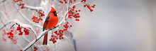 Red Cardinal Bird On A Frosty Tree Branch With Snow Red Berries In Winter, Holiday And Christmas Web Banner