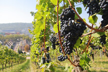 Wine Yards In Stuttgart Region In Germany In October