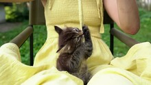 A Girl Teases A Small Tabby Kitten With A String Sitting On Her Lap. Little Cute Cat Playing And Biting With A Cord From The Yellow Dress Of A Young Woman Sitting On A Chair In The Backyard. Love Pet