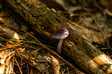 Spotted Cort Mushroom Growing On A Dead Log On The Forest Floor