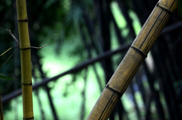 Wall Mural - golden yellow bamboo stems with blur background