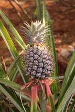 Red Pineapple Tree Or Crveni Ananas Or Ananas Bracteatus. Unique Pineapple With Red Skin That Grows In The Tropics And Ready To Harvest.