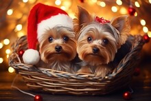 Christmas Card With Two Cute Yorkshire Terrier Dog On Festive Christmas Light Bokeh Background