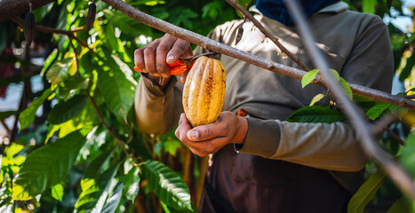 Wall Mural - Harvest the agricultural cocoa business produces.Cocoa farmers use pruning shears to cut the cocoa pods or fruit ripe yellow cacao from the cacao tree