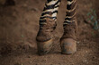 Close up of a Zebra Hoov