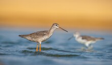 Spotted Redshank (Tringa Erythropus) Is A Bird That Lives In Wetlands In Asia, Africa, Europe And The Americas. It Feeds On Aquatic Invertebrates.