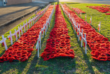Low Angled View Of Rows Of Crocheted Red Poppies And White Crosses On A Patch Of Green Grass