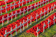 Low Angled View Of Rows Of Crocheted Red Poppies And White Crosses On A Patch Of Green Grass