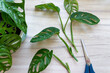 Cuttings monstera monkey mask obliqua. The cut leaves of the monstera lie on the table next to the scissors. High quality photo