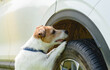 Dog sniffing car is training to inspect vehicle for drugs