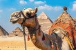 A Camel against the backdrop of the iconic Egypt's pyramids. Close-up shot of a camel amidst the Giza pyramid complex