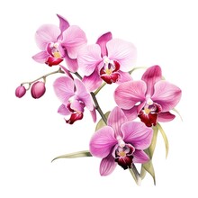 Watercolor Orchid Flowers Illustration On A White Background.