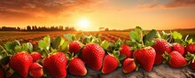 Red Fresh Strawberries In A Row Grow In The Field, Sunset Light Banner Panorama. Generative Ai.