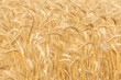 © Austockphoto - Ripe wheat heads at harvest time