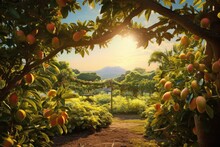 Mango Farm Gardening,tree Cultivation With Tropical Fruits, Sunset. Generative Ai.