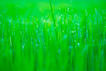 Rice fields and Bokeh dew drop on the top of the rice fields in the morning sun, along with the rice fields that emphasize the soft background.