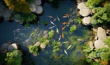 Japanese Koi Fish Pond View From Above, Ai Generative