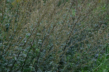 Wall Mural - Artemisia vulgaris in the field