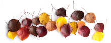 Autumn Leaves Of Various Colours On Blank Background