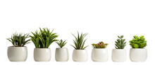 Set Of Plants In Ceramic Pots. Decoration Plants. Fresh Agriculture. Front View. Isolated On Transparent Background.