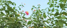 Bright Pink And Yellow Lantana Camara Flower Against Theblue Sky Slow Motion
