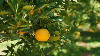 Closeup of ripe orange or tangerine fruit on branch of tree in lush green fruit garden on sunny day. Organic, tropical citrus fruit with bright color and juicy texture is a delicious and healthy treat