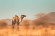 Desert Wanderer: Camel's Solitude