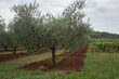 Eco-farming: Field or plantation of olive trees cultivated  with fresh earth and a field with vines near Rovinj, Croatia