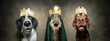   pet crown. three dogs celebrating the three wise men  from the birth of christ. Isolated on plain background